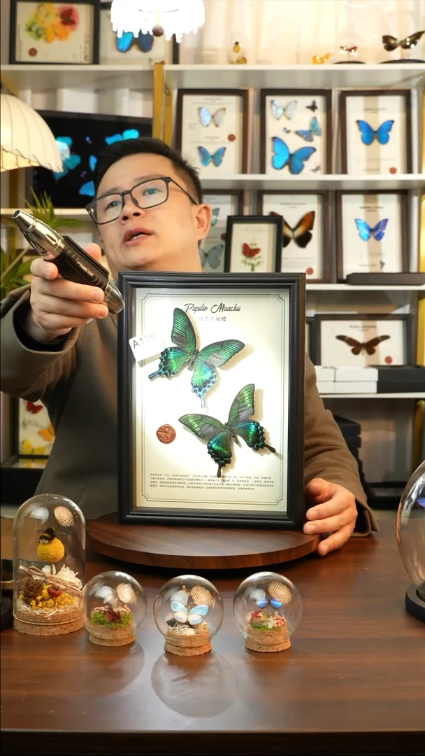 绿带翠凤蝶夏款双蝶（A4黑框）A179