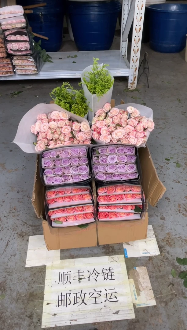 朱小姐20枝+海洋之歌20枝+折射10枝+黄莺