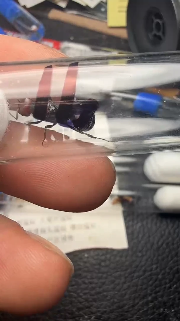 蚂蚁工坊91号肯200