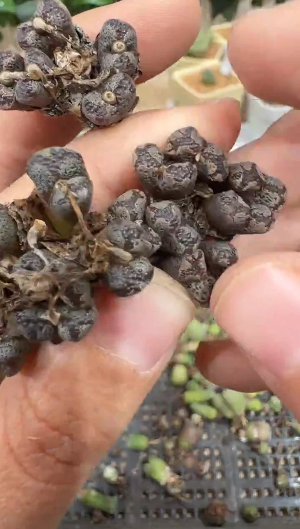 29-18多肉植物肉锥