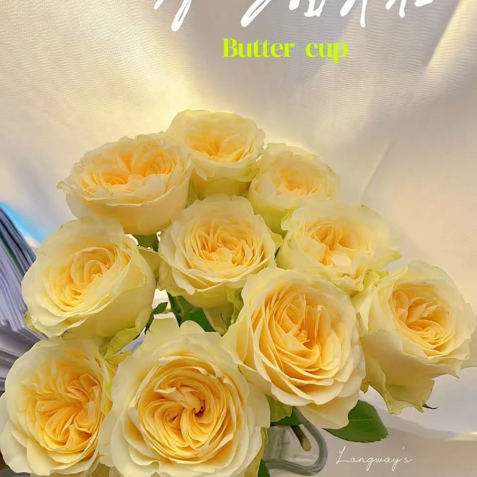 【奶油杯单头玫瑰】同一地址两单送配草，三单送园艺剪刀