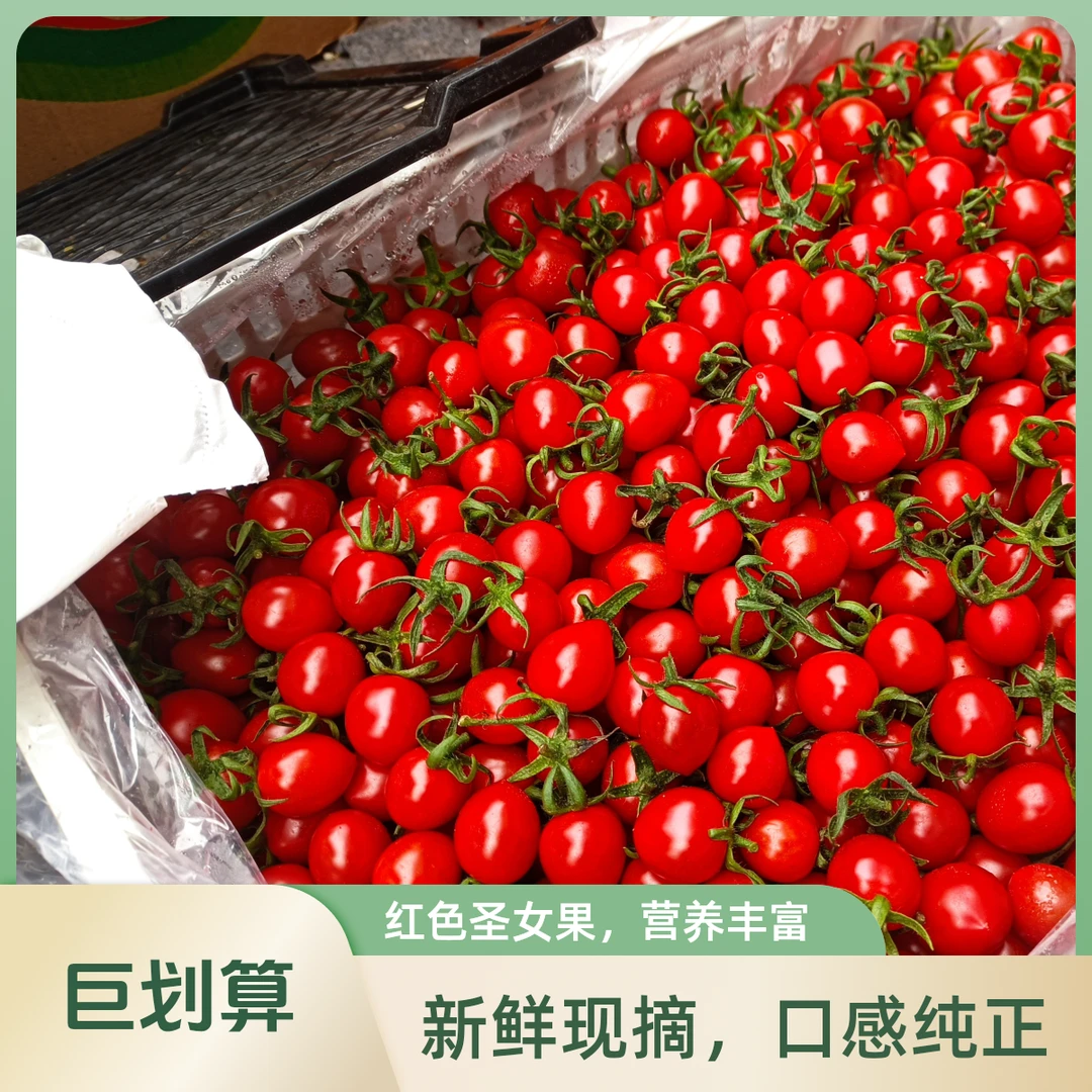 【应季】精品玲珑千禧小番茄250g甘甜清香番茄同城配釜山88小番茄山东省