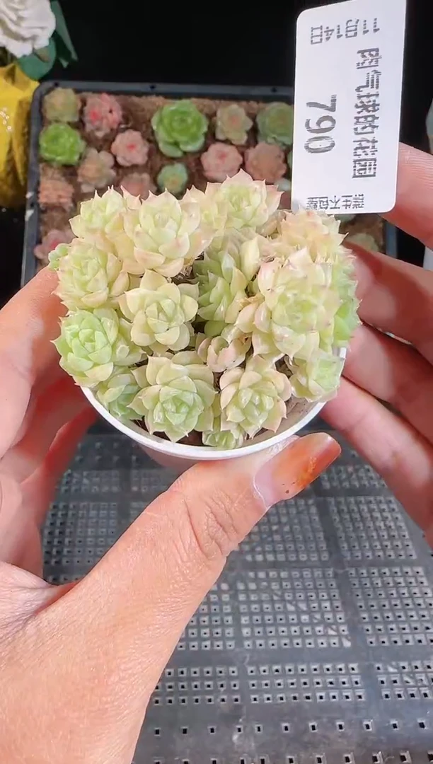 1114-790群生不包整