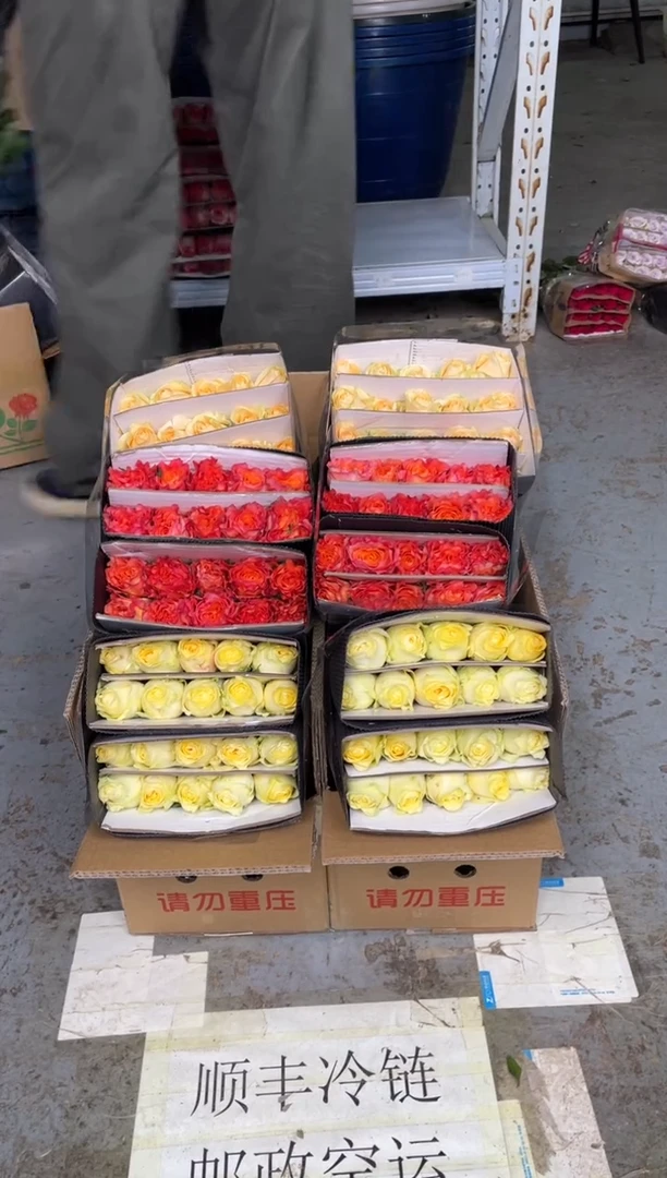 奶油杯20枝+火灵鸟20枝+香槟20枝