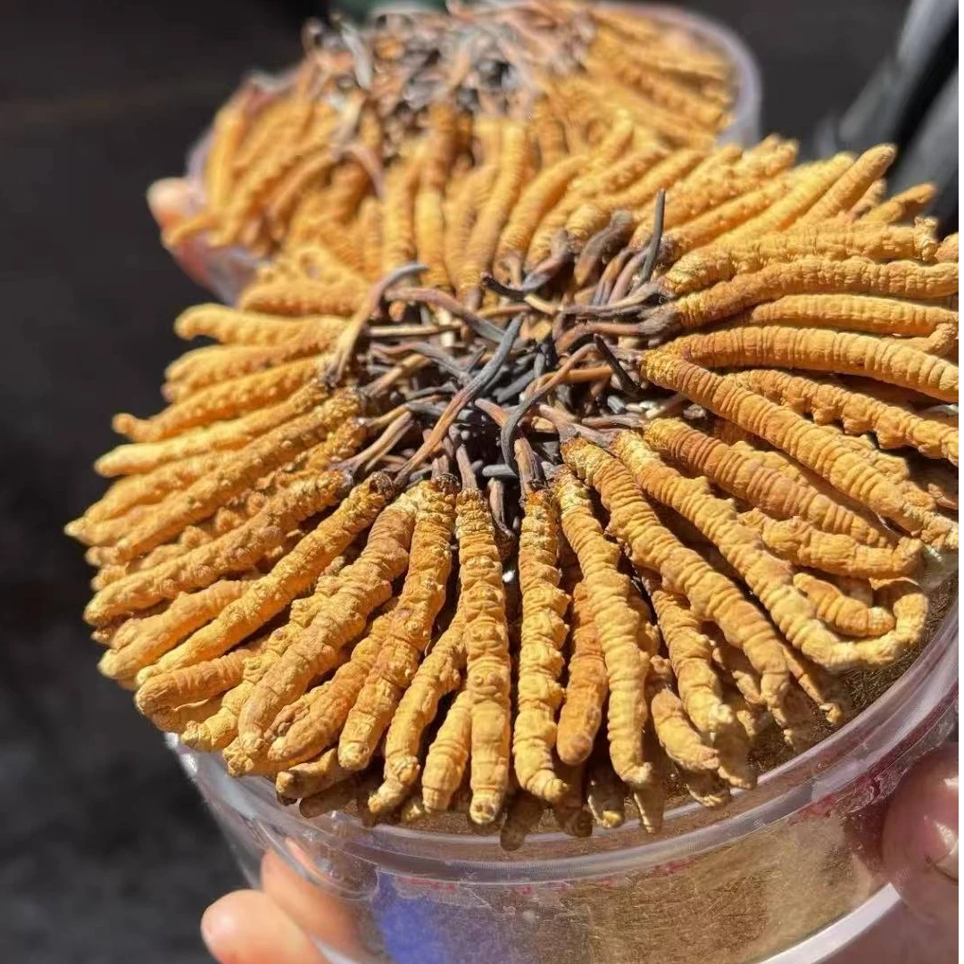 【小草】头期干草冬虫夏草高海拔雪山过年送礼自用