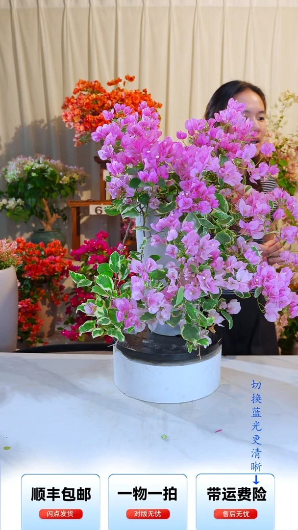 大部分开放少量花苞小斑叶丽人