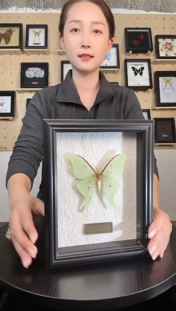 短尾大蚕蛾（蝴蝶装饰画7寸框）