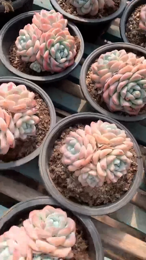 3头冰玉1颗12.8米【2单包邮】