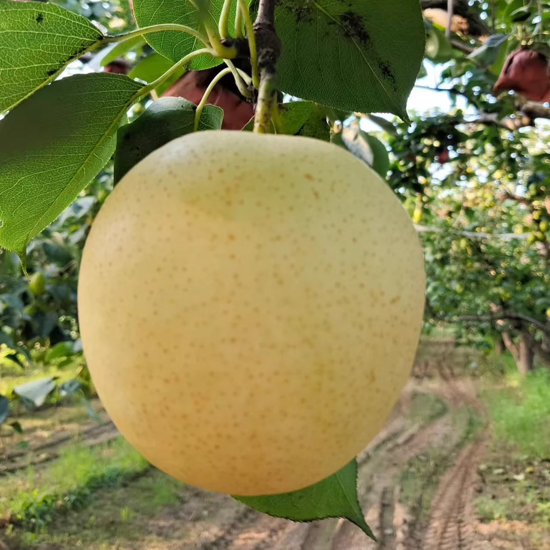 无公害正宗北镇皇冠梨自然熟梨子应季新鲜水果顺丰包邮