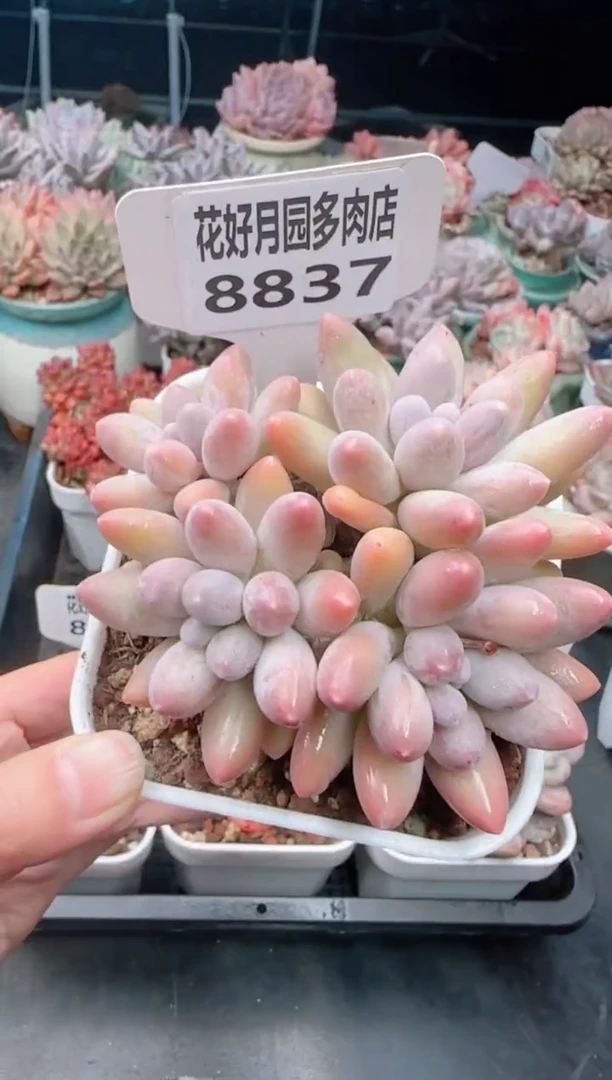 【闪购商品】8837香水手指