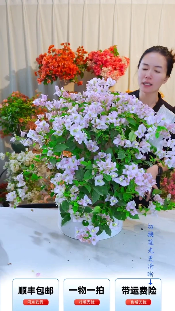大部分开放少量花苞丽娜