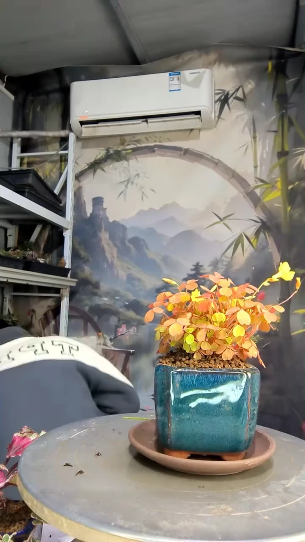 我*猛中青园艺一物一拍花409