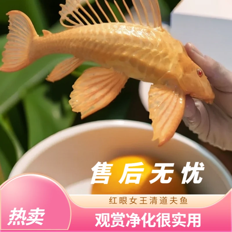 红眼女王大帆清道夫鱼净化鱼缸清洁鱼异形热带观赏鱼包邮除藻垃圾