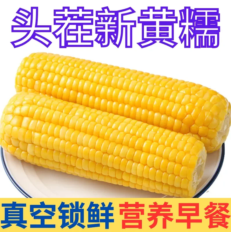 A【整箱10斤】25年头茬黄糯玉米300克-380克14棒支持2棒试吃
