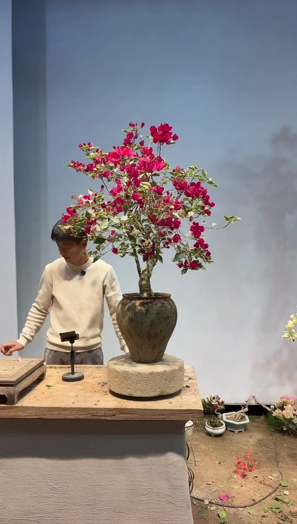 以实际为准三角梅97