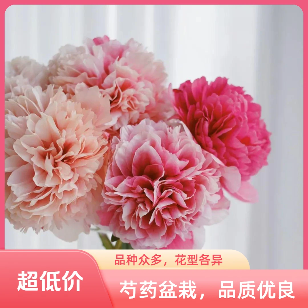 【汉牡丹园】盆栽重瓣大花芍药花卉苗木