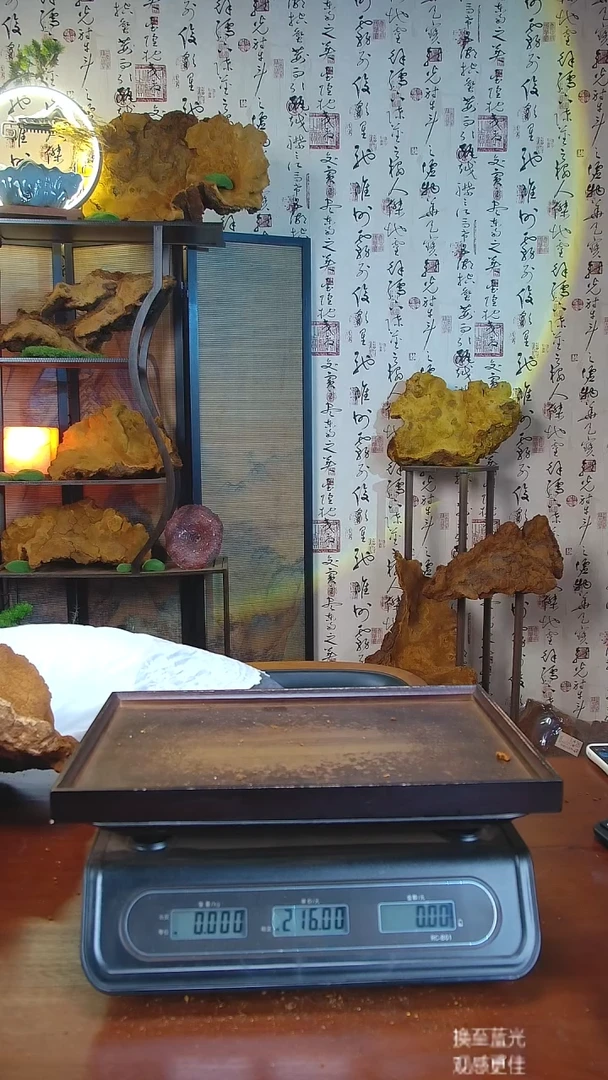 松针层孔菌中国大陆【藏区 野生】松树桑黄（4.26斤）50-60年份 分单