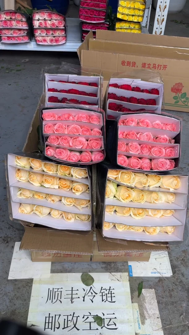 香槟20枝+戴安娜20枝+高原红20枝