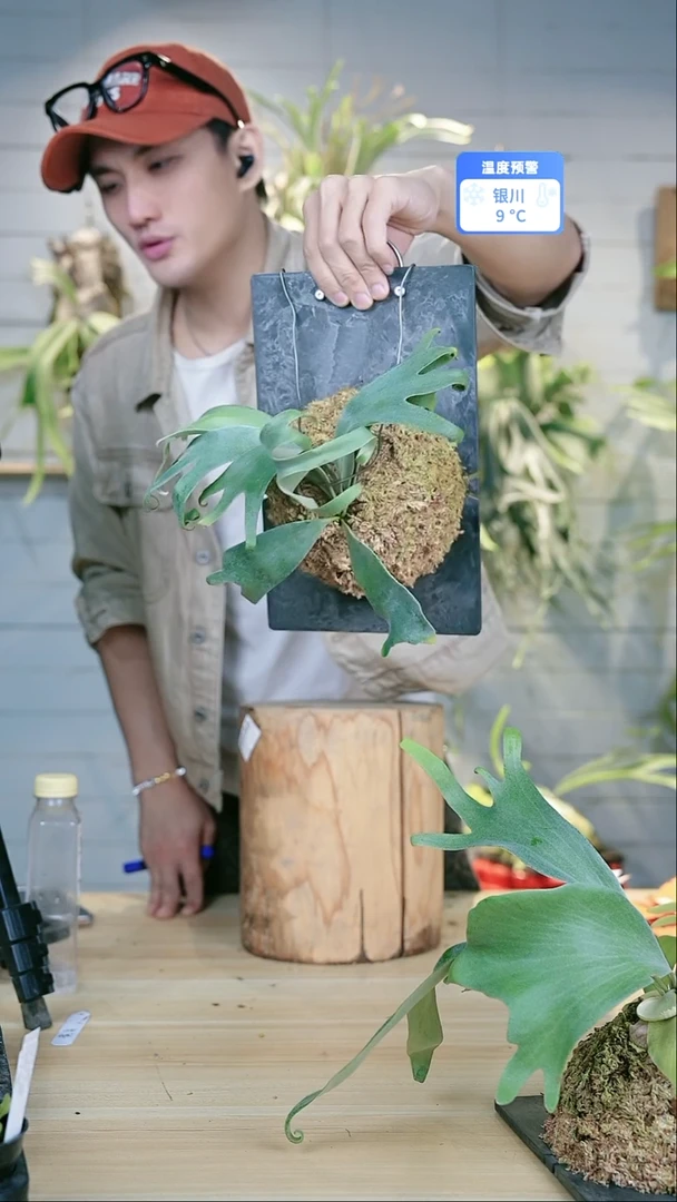 完全开放A736 月光sp