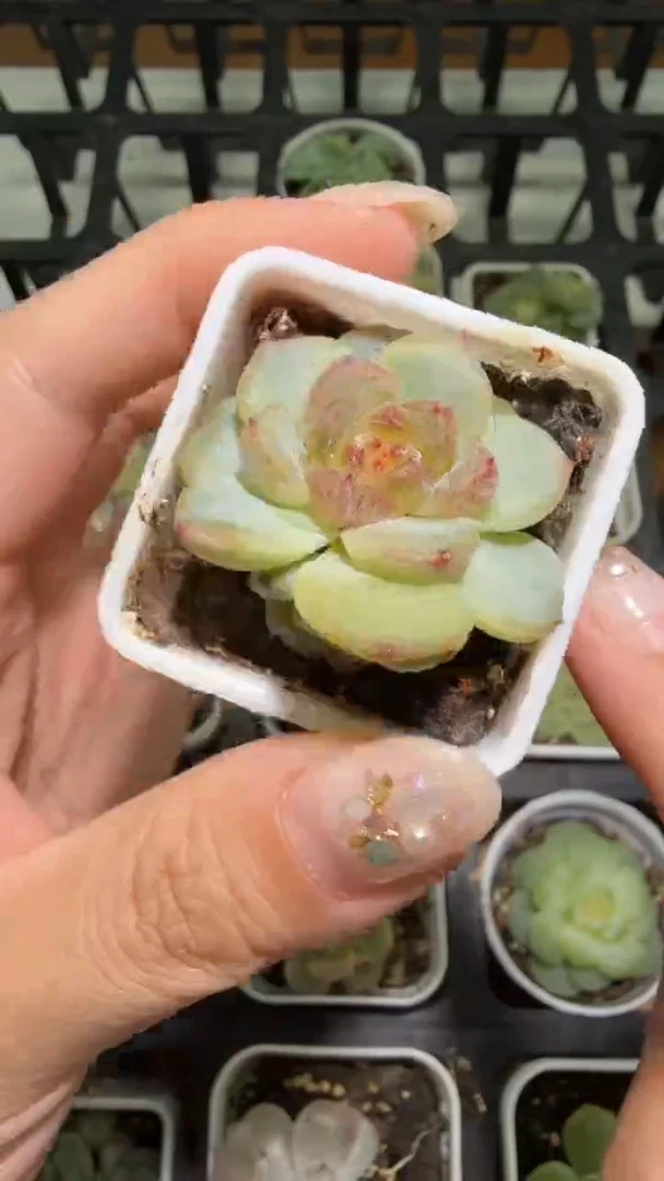 939  T3000多肉植物