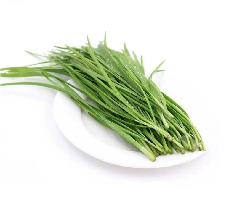 精品韭菜 约250g±10g/把