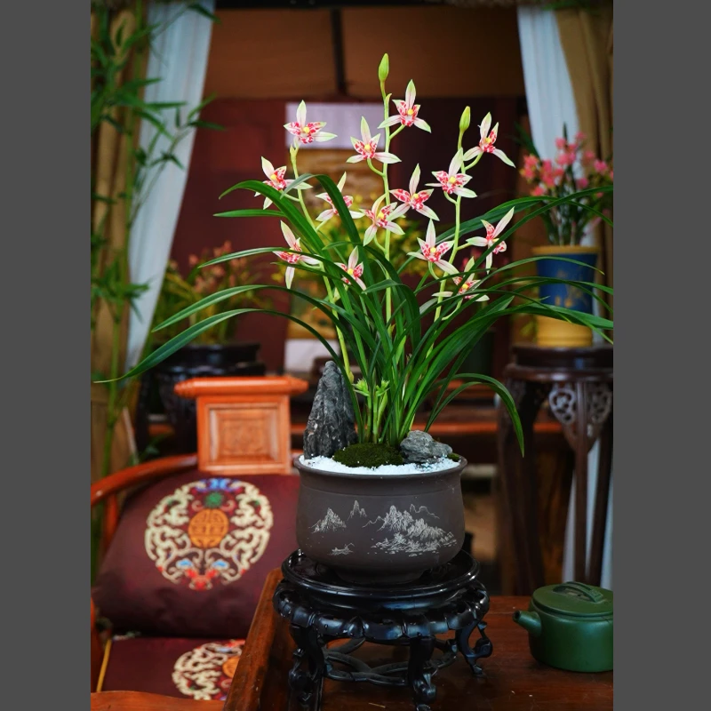 建兰 带花苞【庄周梦蝶】带造景配大肚紫砂花盆种好 室内好养兰花