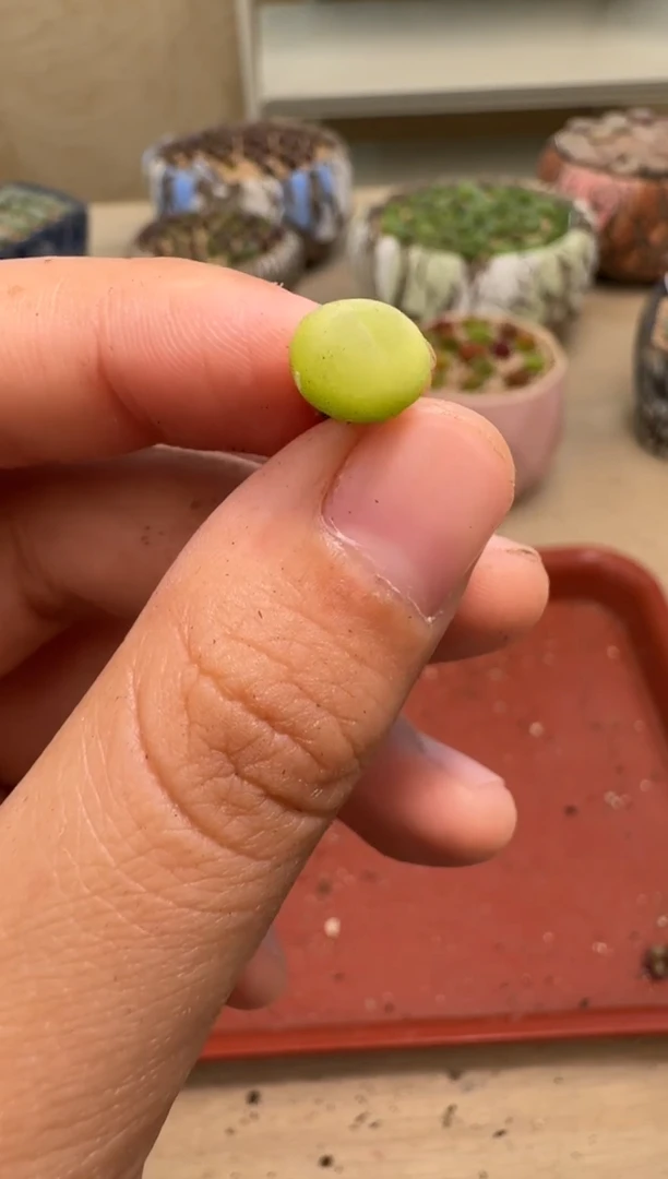 9-19多肉植物肉锥