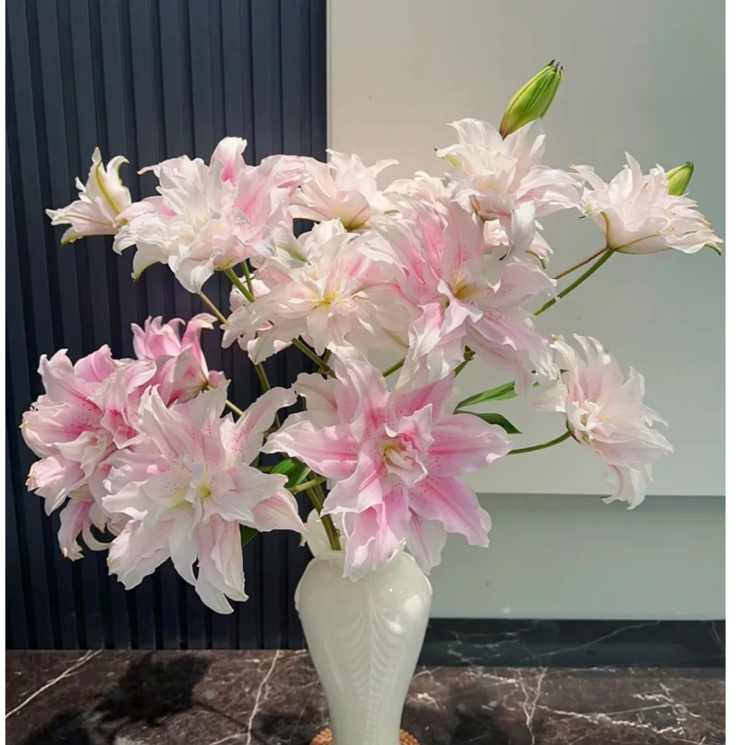 【伊莎贝拉】浓香重瓣百合浅粉色系 品质鲜花顺丰1单包邮