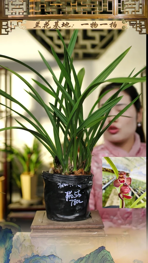 全部花苞春剑红荷