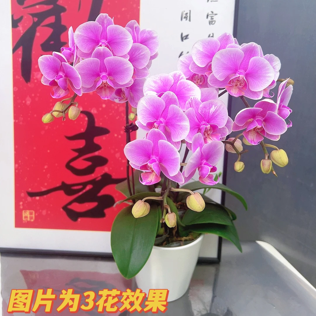 [糖果06]2.8寸梦幻粉色花色蝴蝶兰带花带花包发货