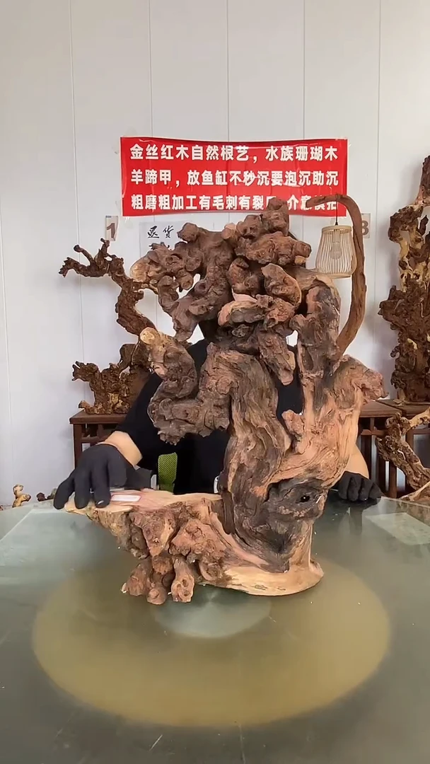 香榧木江**里金丝红木 羊蹄甲