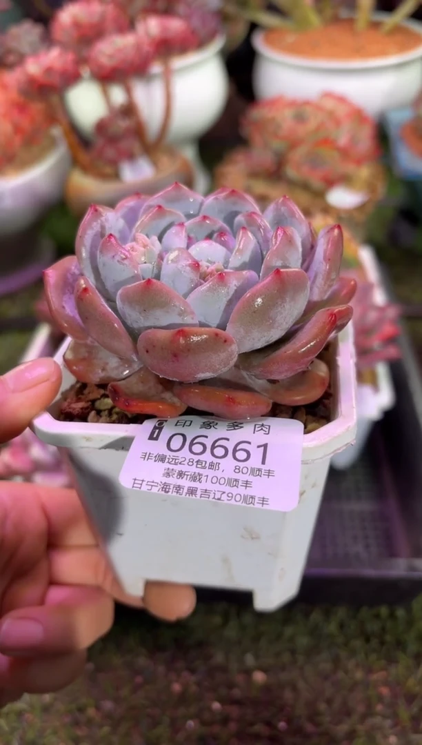 【闪购商品】06661