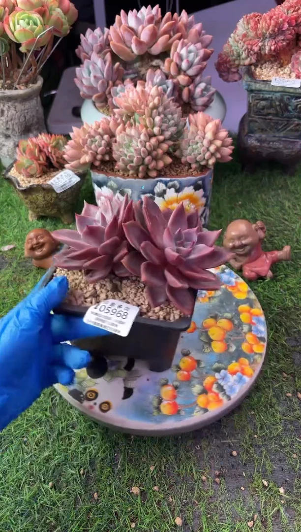 昆明印象多肉05968