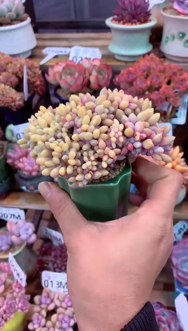 036M（一物一拍，精品多肉，所见即所得 ）