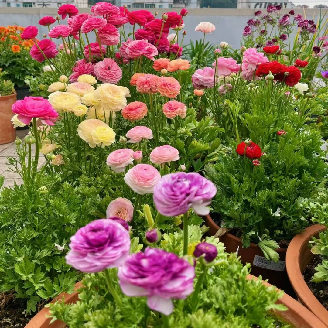 【两盆】芹叶牡丹重瓣花毛茛盆栽洋牡丹庭院阳台花卉