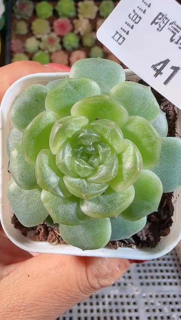 1111-41无尽灯群生不包整