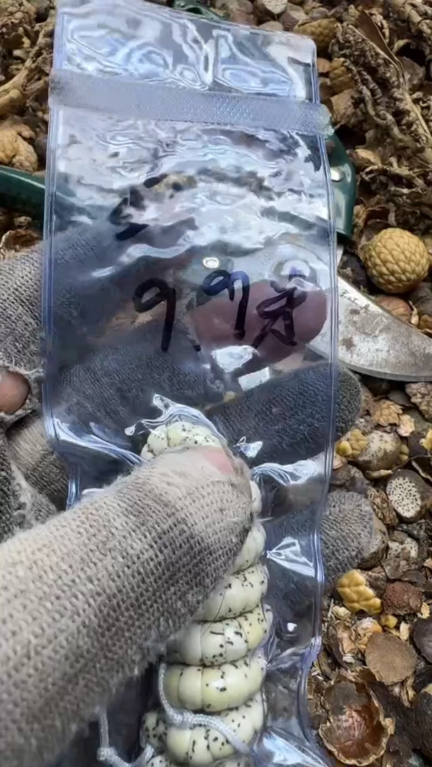 【闪购商品】星月菩提吊坠大肠