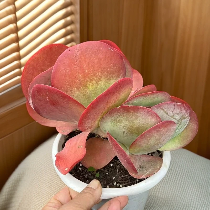 唐印/全店累计满9.99包邮/好养多肉 /多肉以直播实物为准