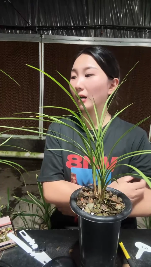 无花朵心心相印4苗带花苞