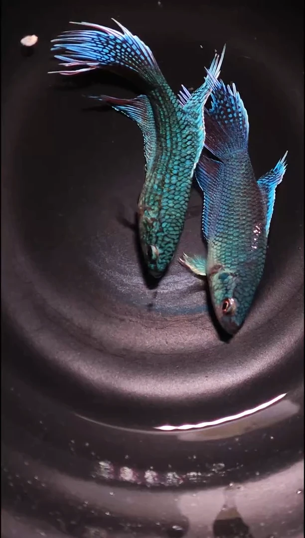 青鳉鱼斗鱼无纹蓝