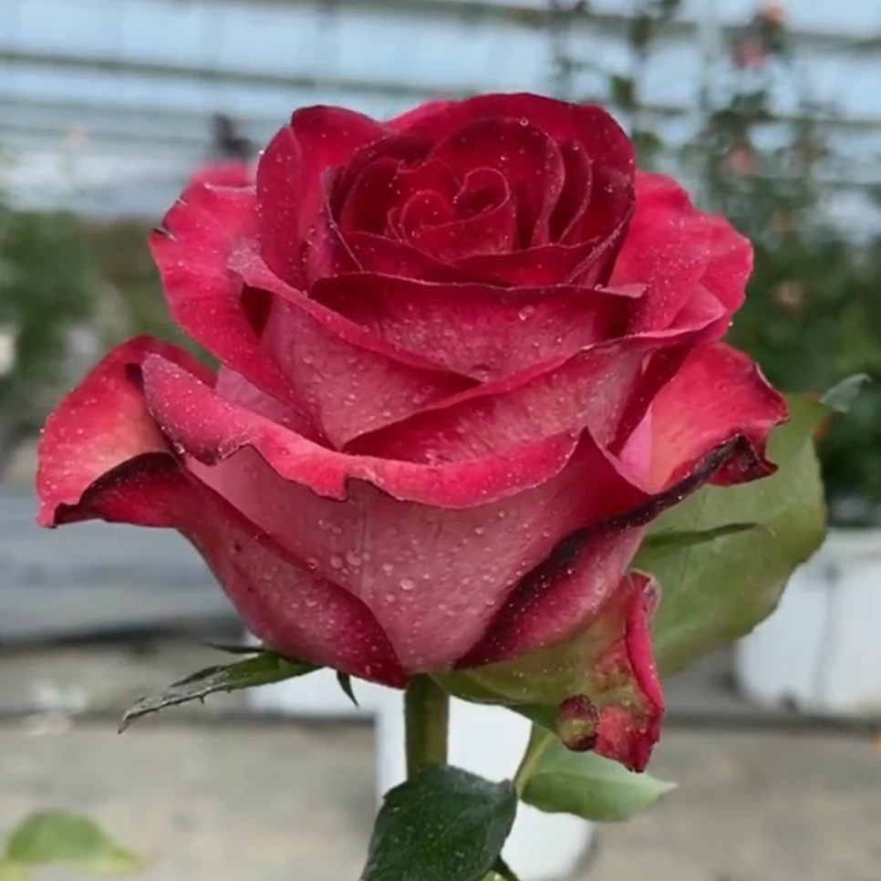 奈斯园艺 沙皇 1加仑 新品切花月季玫瑰花苗高杯耐热耐晒耐雨淋