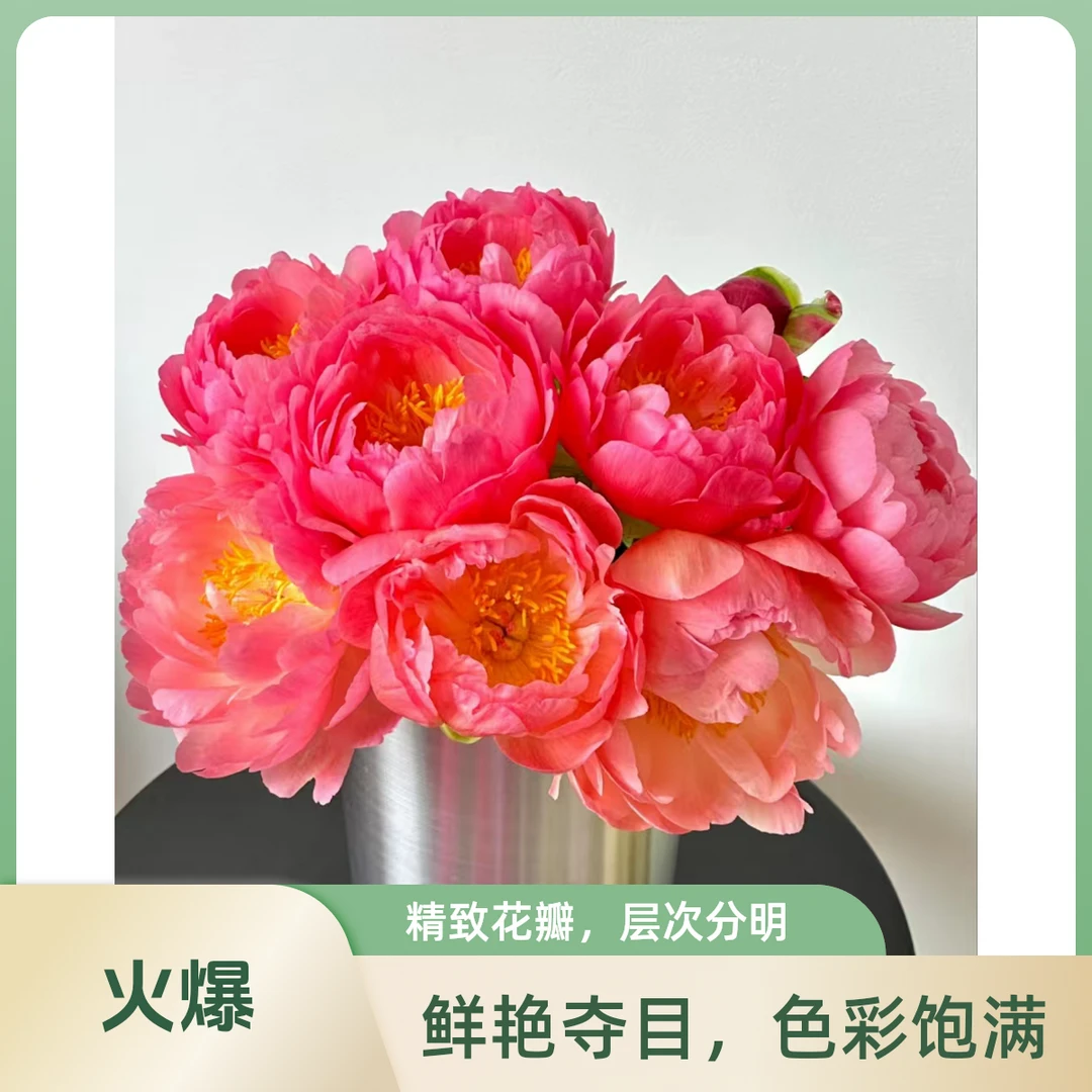 珊瑚落日基地直发高品质花卉