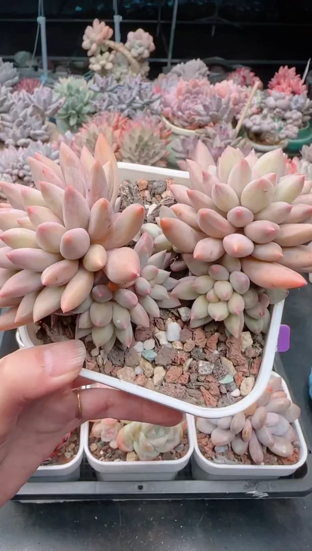 【闪购商品】3466.