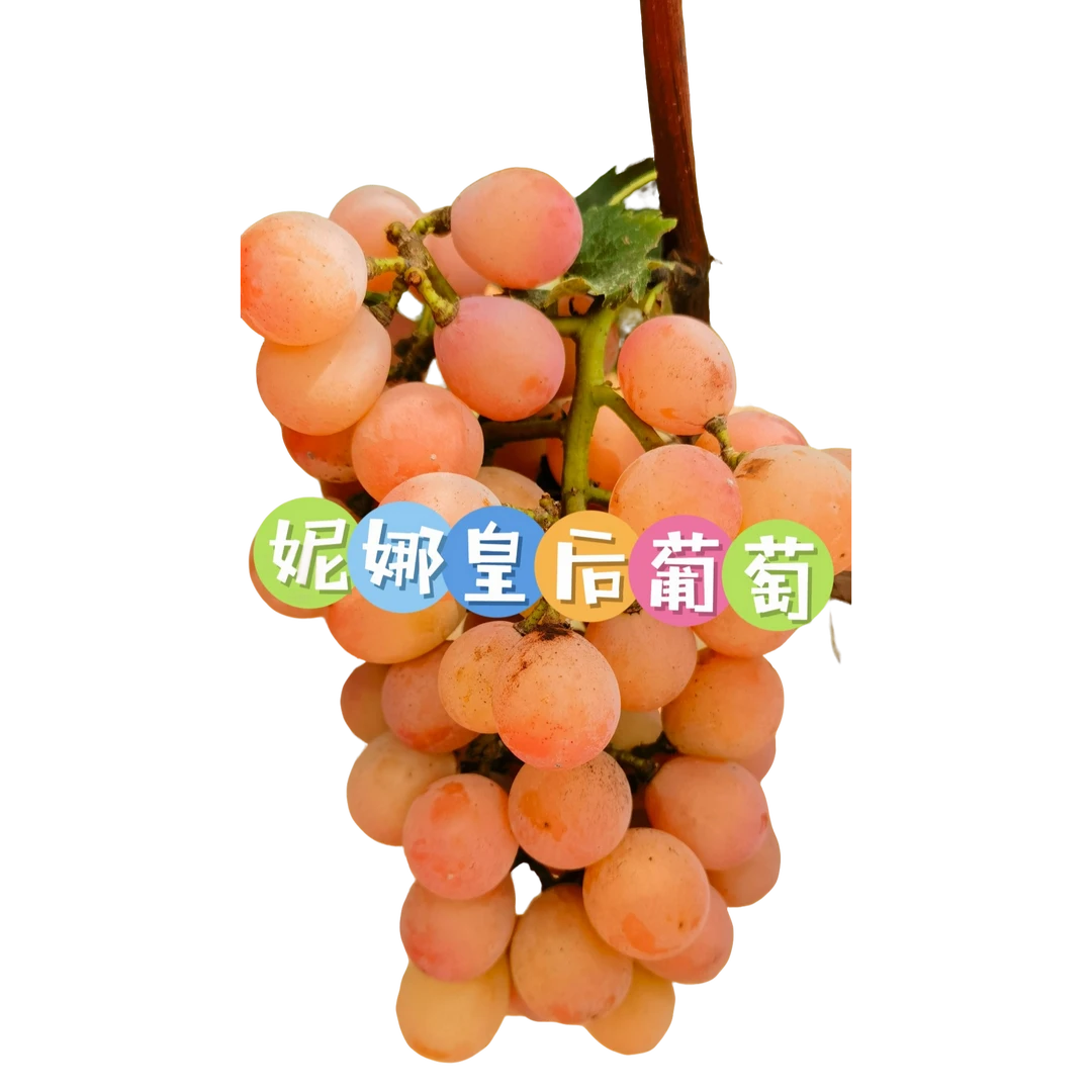 马陆葡萄妮娜皇后现摘现发6斤装京东包邮江浙沪皖