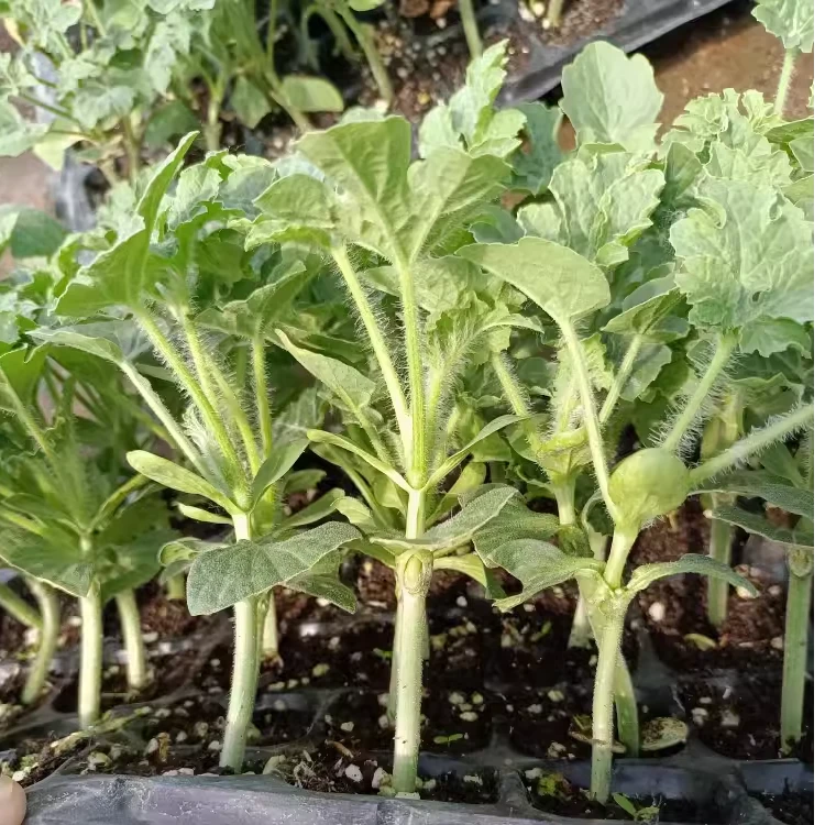 嫁接西瓜苗8424麒麟瓜苗秧春季南方早熟盆栽地栽大棚西瓜苗菜苗