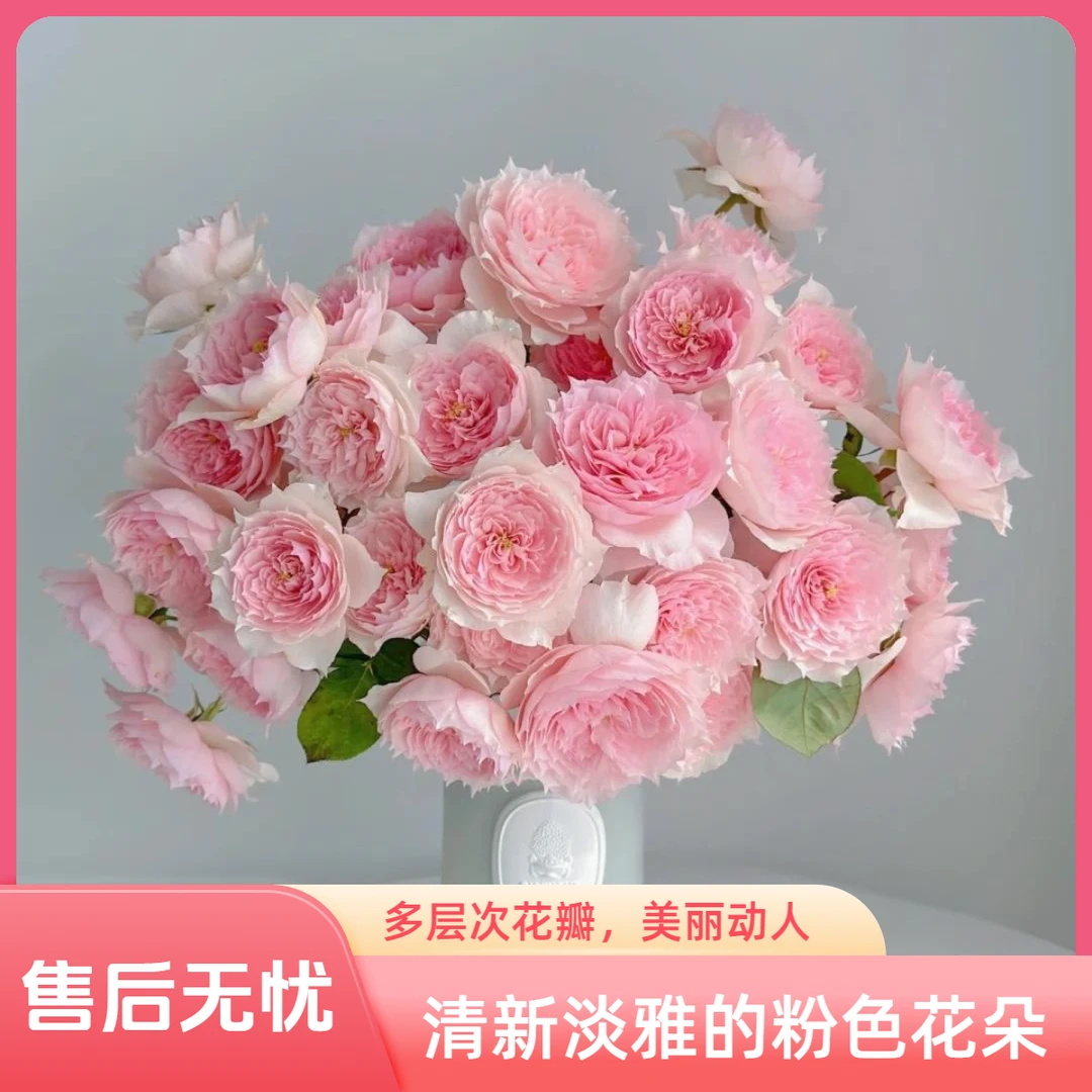 【杨苏莹花房】莫妮卡戴维多头玫瑰10枝 云南鲜花任意两单顺丰空运