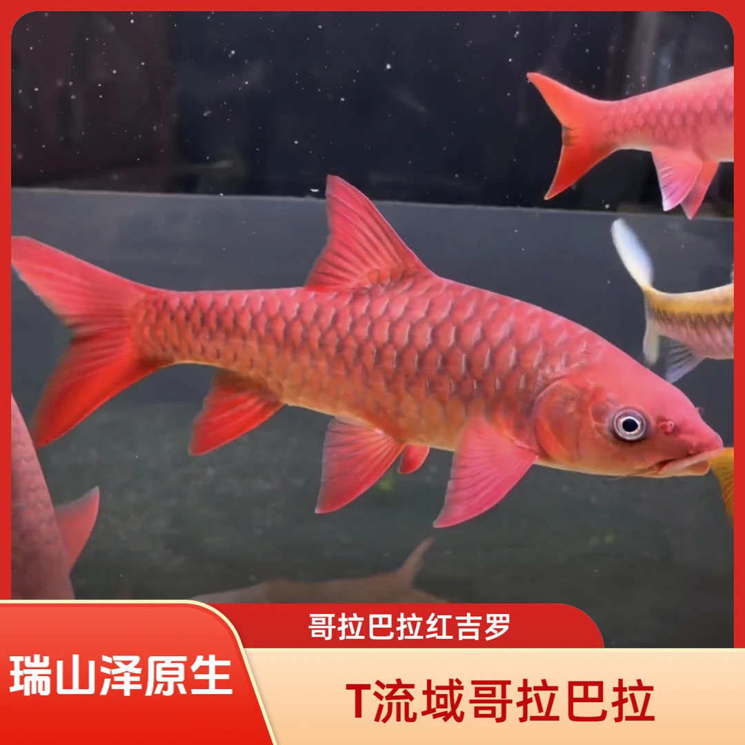 哥拉巴拉红吉罗鱼T流域马来西亚红吉罗观赏鱼