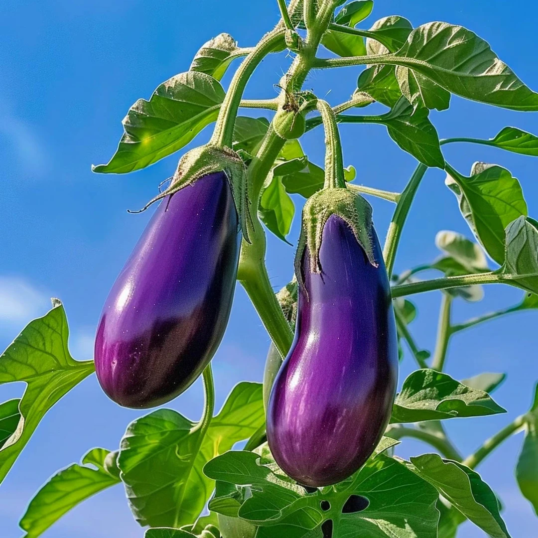 寿光茄子种苗可盆栽种植简单高产适合阳台庭院秋葵菜种子四季通用