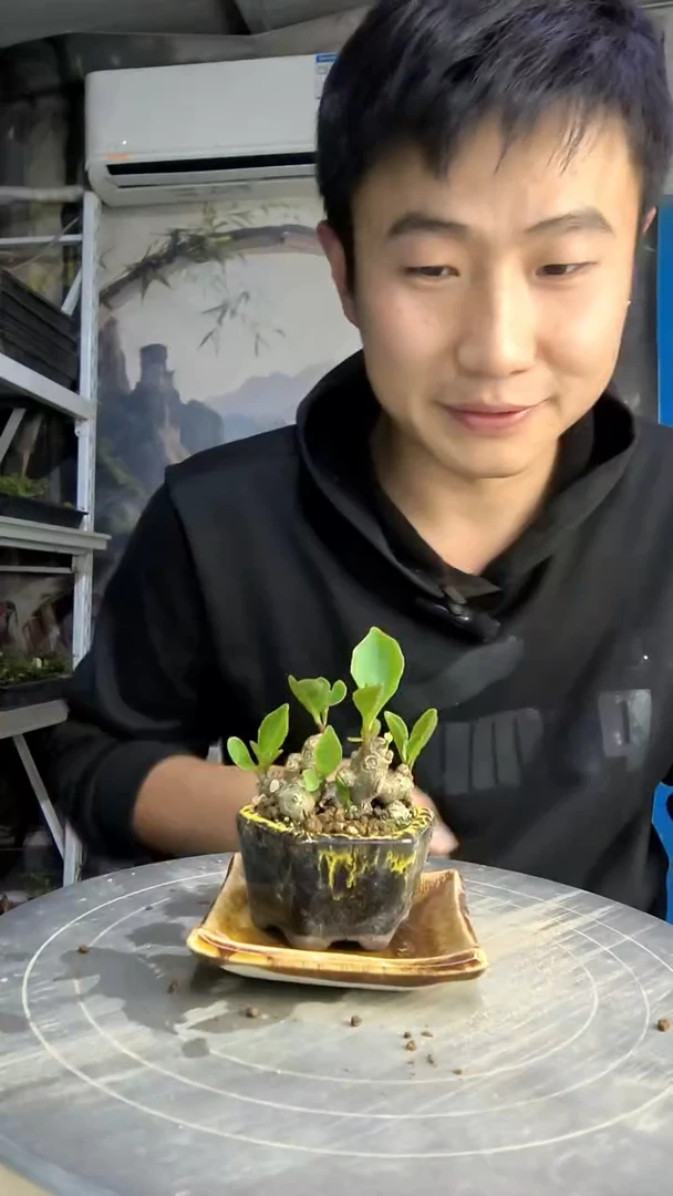 雾*.中青园艺一物一拍420