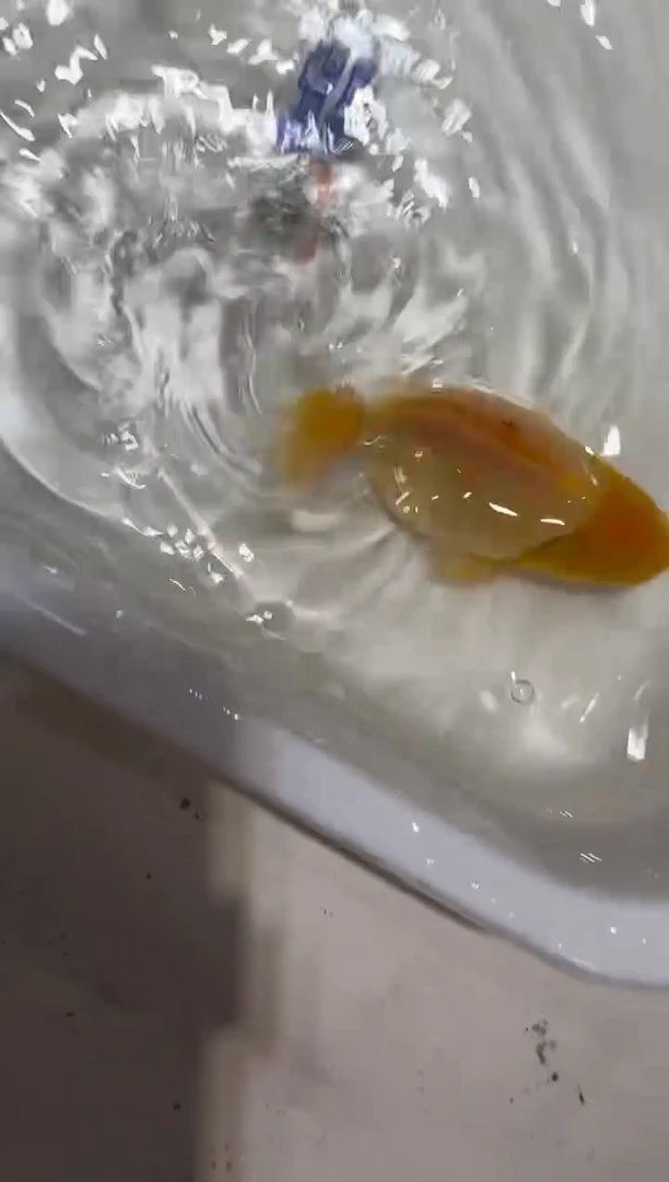 金鱼斑****食斑马专拍39.9